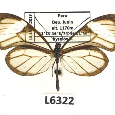 Nymphalidae, Danainae sp., male, A1, Peru, L6322