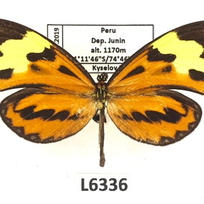 Nymphalidae, Danainae sp., male, A1-/A2-, Peru, L6336