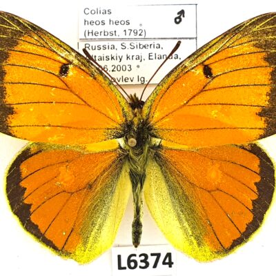 Pieridae, Colias heos heos, male, A2-, Russia