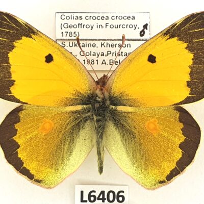 Pieridae, Colias crocea crocea, male, A1+, Ukraine