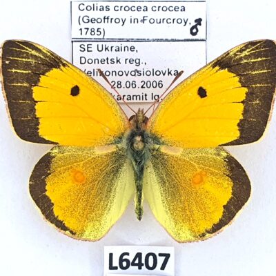 Pieridae, Colias crocea crocea, male, A1/A1-, Ukraine