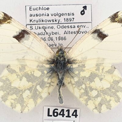 Pieridae, Euchloe ausonia volgensis, male, A-, Ukraine