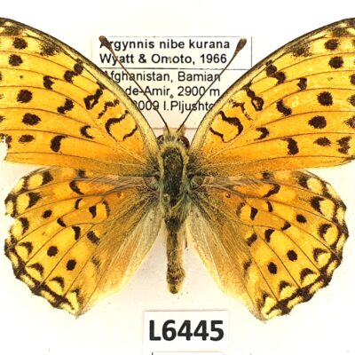 Nymphalidae, Argynnis niobe kurana, male, B, Afghanistan