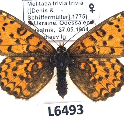 Nymphalidae, Melitaea trivia trivia, female, A1, Ukraine