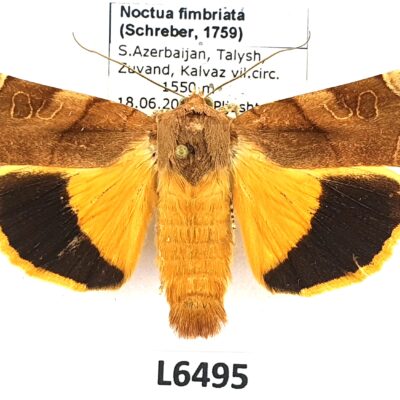 Noctuidae, Noctua fimbriata, male, A1, Azerbaijan