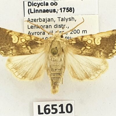 Noctuidae, Dicycla oo, male, A1, Azerbaijan