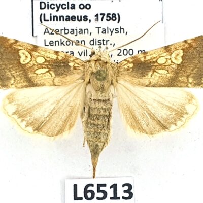 Noctuidae, Dicycla oo, female, A1/A1-, Azerbaijan