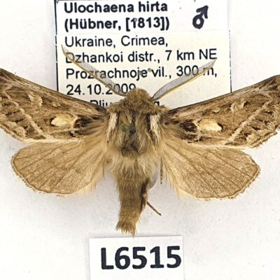 Noctuidae, Ulochlaena hirta, male, A1-, Ukraine
