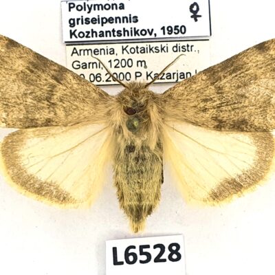 Erebidae, Lymantriinae, Lymantria griseipennis, female, A1, Armenia