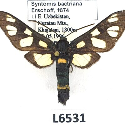 Erebidae, Arctiinae, Syntomis bactriana, A2-, Uzbekistan