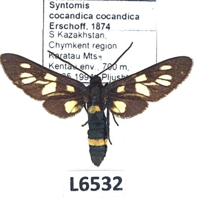 Erebidae, Arctiinae, Syntomis cocandica cocandica, A1, Kazakhstan