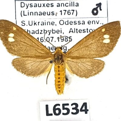 Erebidae, Arctiinae, Dysauxes ancilla, male, A1-, Ukraine