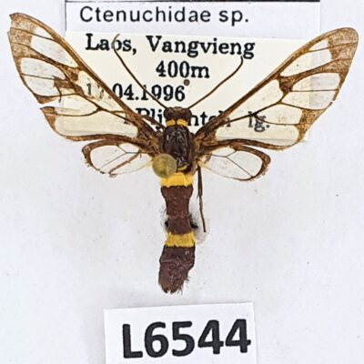 Erebidae, Arctiinae, Syntomini sp., B, Laos