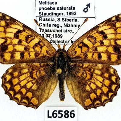 Nymphalidae, Melitaea phoebe saturata, male, A1/A1-, Russia