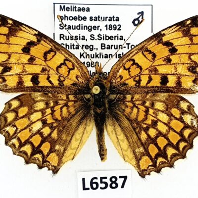 Nymphalidae, Melitaea phoebe saturata, male, A2-, Russia