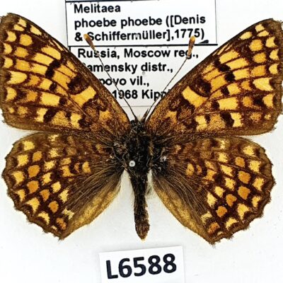 Nymphalidae, Melitaea phoebe phoebe, male, A1, Russia