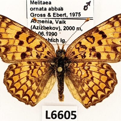 Nymphalidae, Melitaea ornata abbas, male, A1/A1-, Armenia