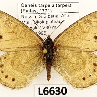 Nymphalidae, Satyrinae, Oeneis tarpeia tarpeia, male, A-, Russia