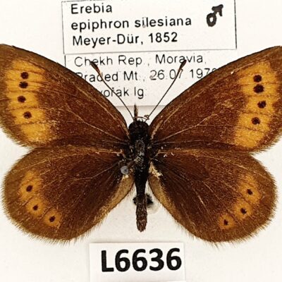 Nymphalidae, Satyrinae, Erebia epiphron silesiana, male, A1/A1-, Czech Republic