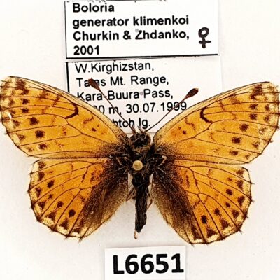 Nymphalidae, Boloria generator klimenkoi, female, A1-, Kyrgyzstan, RARE