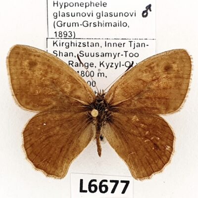 Nymphalidae, Satyrinae, Hyponephele glasunovi, male, A1-/A2-, Kyrgyzstan, RARE