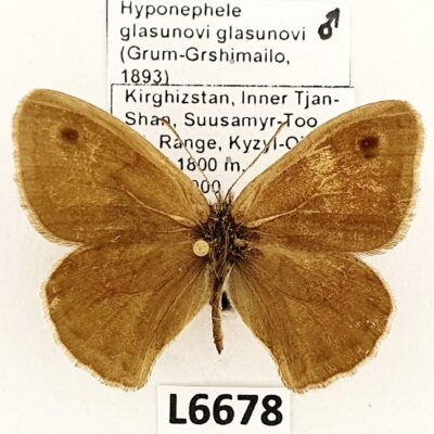 Nymphalidae, Satyrinae, Hyponephele glasunovi, male, A1-/A2-, Kyrgyzstan, RARE