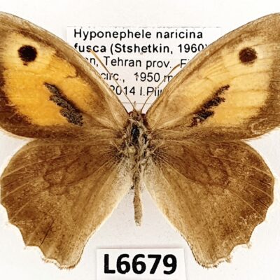 Nymphalidae, Satyrinae, Hyponephele naricina fusca, male, A2-, Iran, ABERRATION