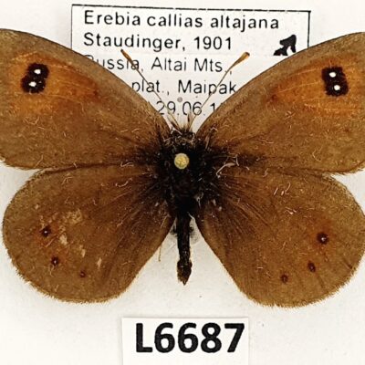 Nymphalidae, Satyrinae, Erebia callias altajana, male, A2-, Russia
