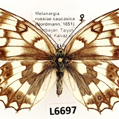 Nymphalidae, Satyrinae, Melanargia russiae caucasica, female, A1-, Azerbaijan