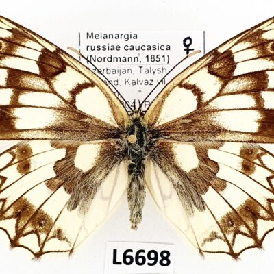 Nymphalidae, Satyrinae, Melanargia russiae caucasica, female, A1/A1-, Azerbaijan