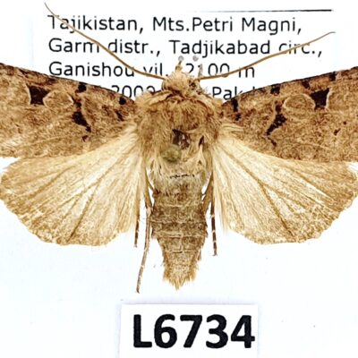 Noctuidae sp., A1-, Tajikistan