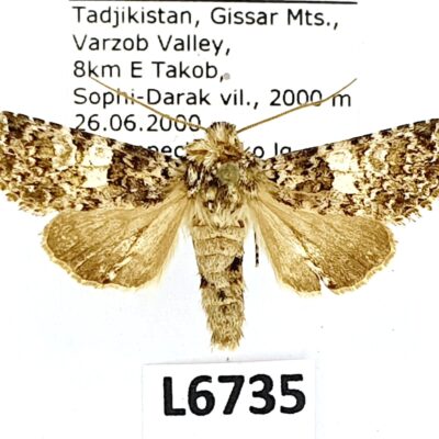 Noctuidae sp., A2, Tajikistan