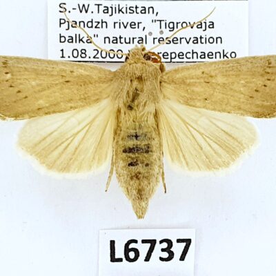 Noctuidae sp., A1, Tajikistan