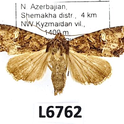 Noctuidae sp., A2-, Azerbaijan