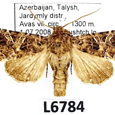 Noctuidae sp., A1-, Azerbaijan