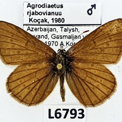 Lycaenidae, Agrodiaetus rjabovianus, male, A2-, Azerbaijan, RARE