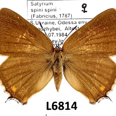 Lycaenidae, Satyrium spini spini, female, A1-, Ukraine