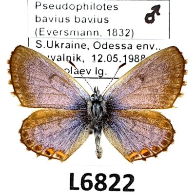 Lycaenidae, Pseudophilotes bavius bavius, male, A1, Ukraine