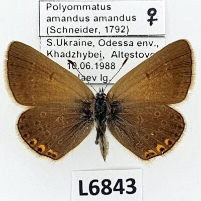 Lycaenidae, Polyommatus amandus amandus, female, A1, Ukraine