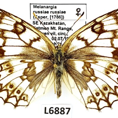 Nymphalidae, Satyrinae, Melanargia russiae russiae, female, A1/A1-, Kazakhstan