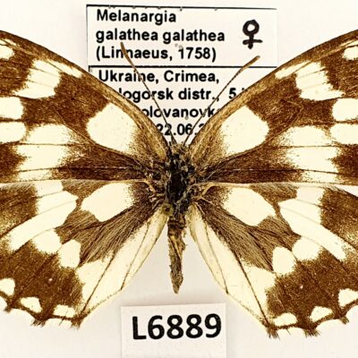 Nymphalidae, Satyrinae, Melanargia galathea galathea, female, A1-, Ukraine, FORM