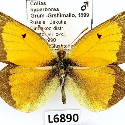 Pieridae, Colias hyperborea, male, A2-, Russia