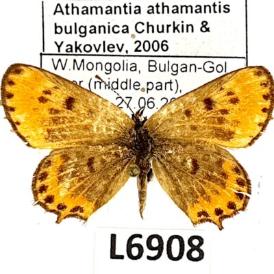 Lycaenidae, Athamantia athamantis bulganica, female, B, Mongolia