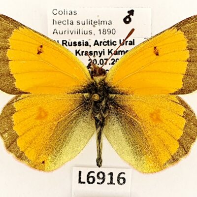 Pieridae, Colias hecla sulitelma, male, A2-, Russia