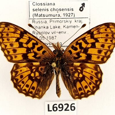 Nymphalidae, Clossiana selenis chosensis, male, A1/A1-, Russia