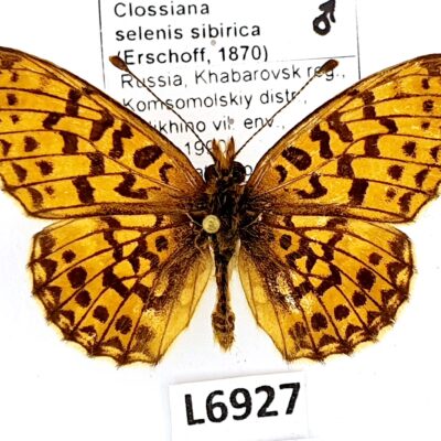 Nymphalidae, Clossiana selenis sibirica, male, A1-, Russia