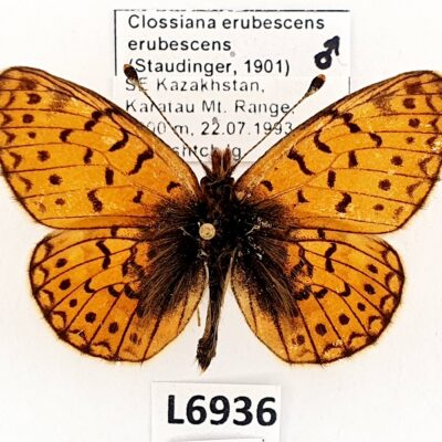 Nymphalidae, Clossiana erubescens erubescens, male, A1-, Kazakhstan