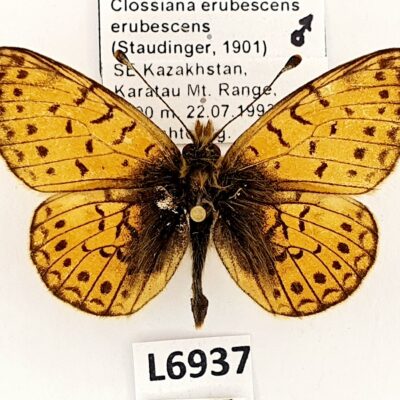 Nymphalidae, Clossiana erubescens erubescens, male, A-, Kazakhstan