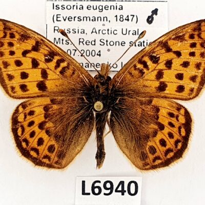 Nymphalidae, Issoria eugenia, male, A1/A1-, Russia