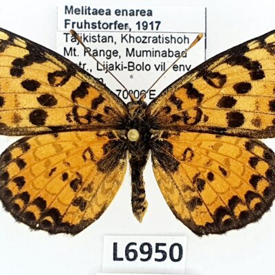 Nymphalidae, Melitaea enarea, female, A1/A1-, Tajikistan